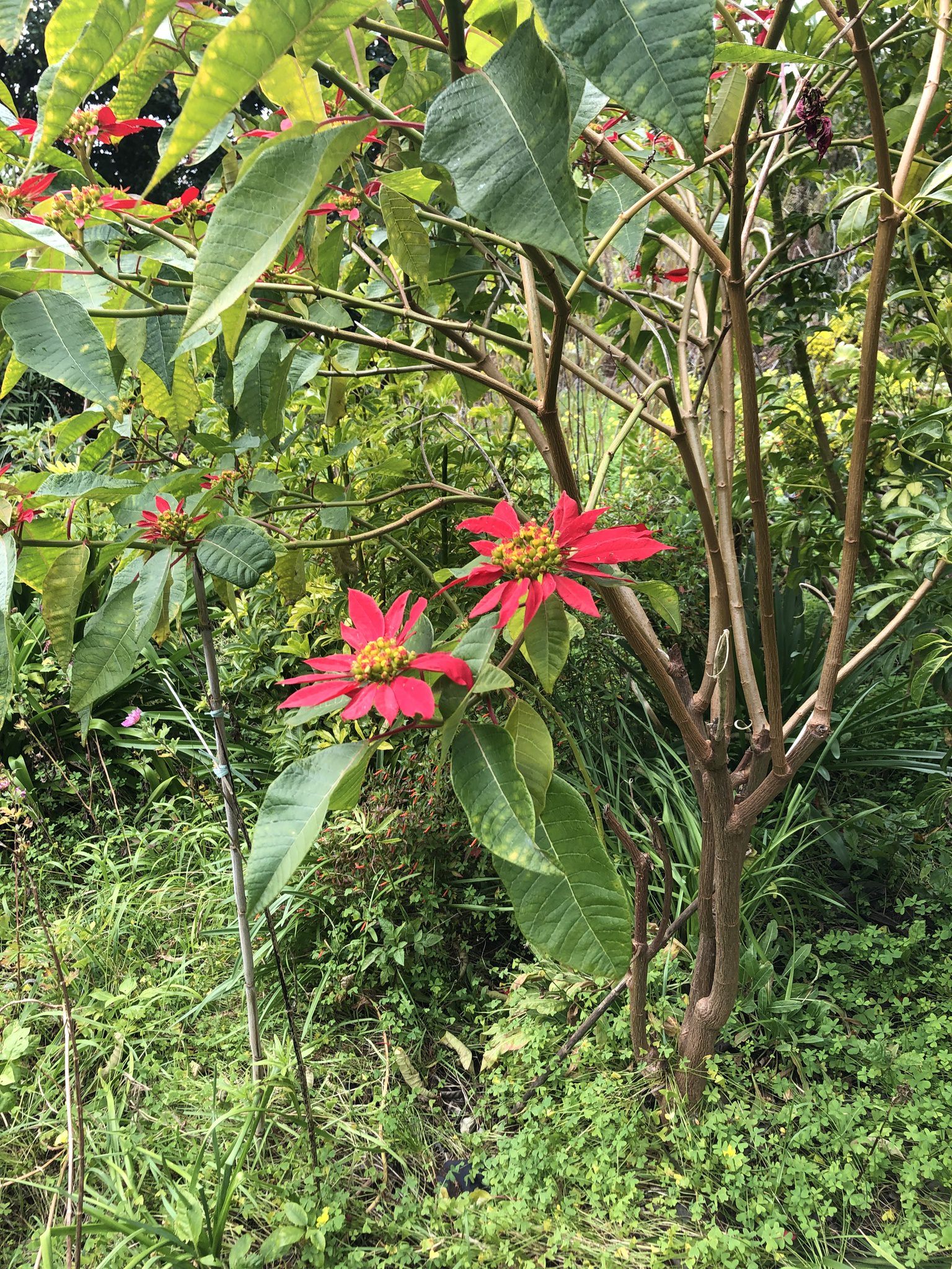 Euphorbia pulcherrima